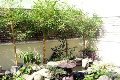 Tất tần tật những điều cần biết khi trồng cây phong thủy trong nhà