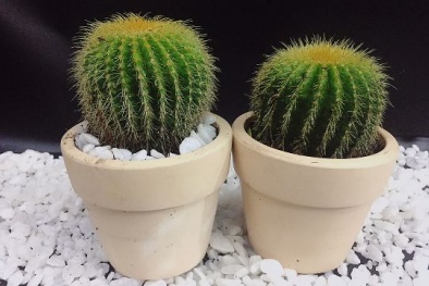 Trồng cây phong thủy giúp hút bức xạ độc hại từ máy tính và mang lại may mắn cho dân văn phòng