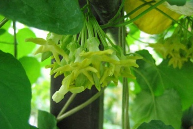Kỹ thuật trồng cây thiên lý vừa nấu canh vừa chữa bệnh tại nhà cực hiệu quả