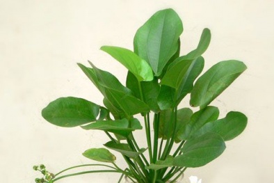 Cây Bách Thủy Tiên mang may mắn, thịnh vượng cho gia chủ, trồng cực dễ