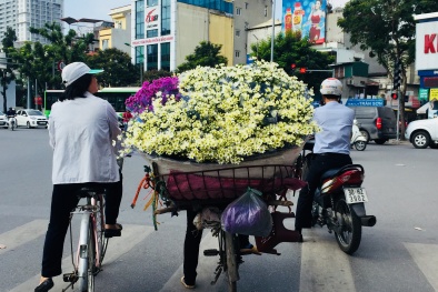 Bán rong cúc họa mi trên phố, mỗi ngày lãi vài triệu đồng