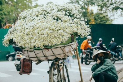 Rung động một Hà Nội đẹp ngỡ ngàng với cúc họa mi về trên phố