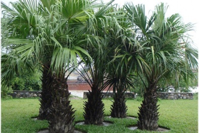 Trồng cây cọ dầu trước hiên nhà đón tài lộc ngày Xuân