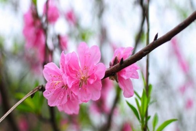Trồng và chăm sóc cây đào theo phong thủy mang tài lộc, phú quý đầy nhà ngày Tết