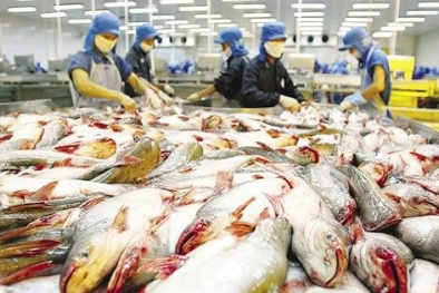 Giá cá tra thương phẩm bất ngờ tăng mạnh