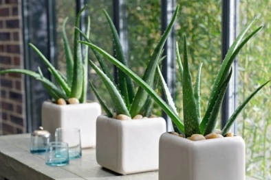 Đánh bay khí độc, hút tài lộc vào nhà nếu trồng cây này chưng Tết
