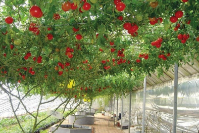 Độc, lạ cây cà chua bạch tuộc trồng cực dễ đem lại năng suất cực cao