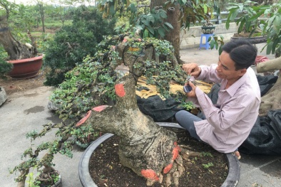 Đại gia cất công 'săn' cây cần thăng, tiếc nuối vì 'vuột mất' cây quý 220 triệu đồng