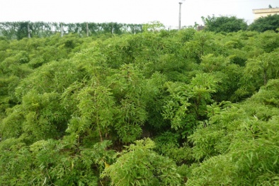 Trồng cây đinh lăng lá nhỏ làm cây thuốc quý cho cả Đăng ký và nhận 60K 24 bao lì xì miễn phí mỗi ngày