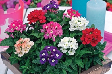 Muốn ngày Tết rực rỡ sắc hoa, may mắn quanh năm thì nên trồng cây Diễm Châu
