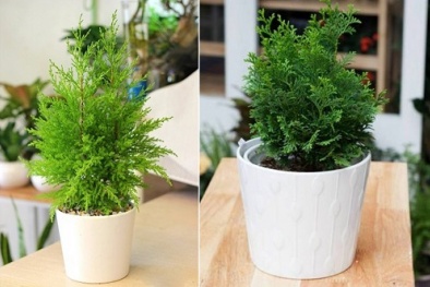 Trồng cây Tùng Bồng Lai mang tài lộc vào nhà cho gia chủ ngày Tết