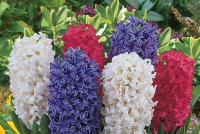 Cây Huệ tây tự trồng tại gia cho hoa rực rỡ, mang điều tốt lành tới cho gia chủ