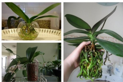 Kỹ thuật trồng hoa Lan Hồ Điệp thủy sinh đẹp ngỡ ngàng chơi Tết