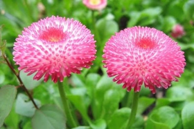 Kỹ thuật trồng hoa cúc tây cho vườn nhà rực rỡ, hương thơm nồng nàn