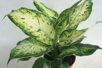 Kỹ thuật trồng cây Ngân hậu xua đuổi điềm gở hút tài lộc vào nhà ngày Tết