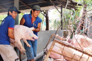 Giá cả thị trường hôm nay (24/12): Giá lợn hơi tại miền Bắc vẫn cao nhất cả nước