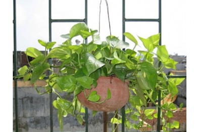 Cây độc: Vì đẹp nên được trồng làm cảnh, nhưng vạn niên thanh có thể gây chết người