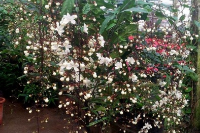 May mắn, phát tài nếu trồng cây dạ ngọc minh châu chưng trong nhà ngày Tết