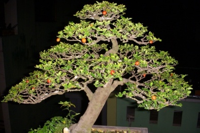 Mọi nhà đều phát tài, phát lộc nếu trồng cây kim quýt chưng Tết