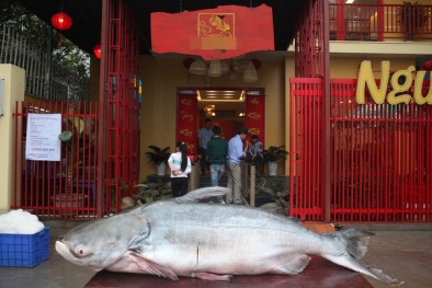 'Thủy quái’ năng 160kg trị giá hàng trăm triệu của đại gia Hà Nội có gì đặc biệt?