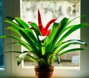 Trồng cây Phong lộc mang ý nghĩa phong thủy, hút tài lộc đầu năm