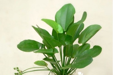 Quanh năm sẽ gặp may mắn, thịnh vượng khi trồng cây Thủy Cúc để bàn