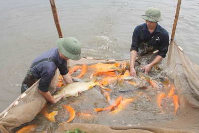 Hà Nội ứng dụng khoa học công nghệ, nâng cao năng suất ngành thủy sản