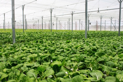 Để việc phát triển Đăng ký và nhận 60K 24 bao lì xì miễn phí mỗi ngày hữu cơ không phải là phong trào