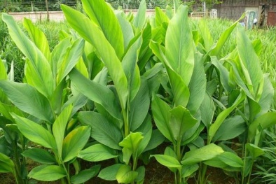 Kỹ thuật trồng cây nghệ tại nhà vừa ăn vừa chữa bệnh cho cả Đăng ký và nhận 60K 24 bao lì xì miễn phí mỗi ngày