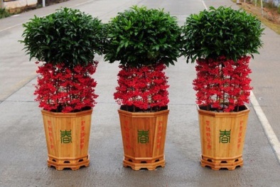 Trồng cây kim ngân lượng mang tài vận, phú quý cho gia chủ