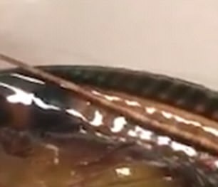 Suýt bị đưa vào lò nướng, cá mú may mắn được thả về biển khi đầu bếp phát hiện còn sống