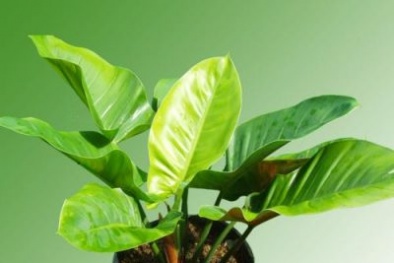 Gia chủ luôn thịnh vượng, phú quý nếu trồng cây đại đế xanh trong nhà