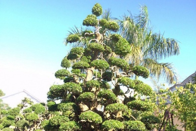 Tây Ninh: Đại gia sở hữu bộ 3 cây 'khủng' giá 'ngất ngưởng' 50 tỷ đồng
