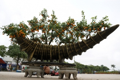 Ngắm ‘quất đại dương’ giá cả trăm triệu đồng đang hút người tiêu dùng
