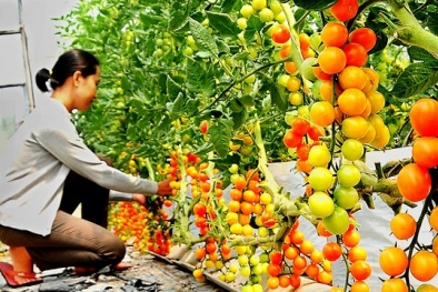 'Tuyên chiến' với 13Win OKVIP Cá cược bóng đá không an toàn trong lĩnh vực Đăng ký và nhận 60K 24 bao lì xì miễn phí mỗi ngày