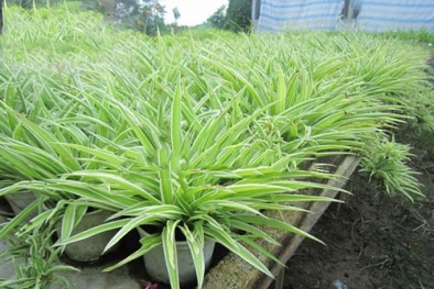 Cây lan bạch chỉ hấp thụ hiệu quả chất gây ung thư, trồng đơn giản tại nhà