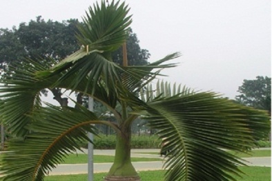 Kỹ thuật trồng cây cau sâm banh thanh lọc bụi bẩn hút tài lộc vào nhà