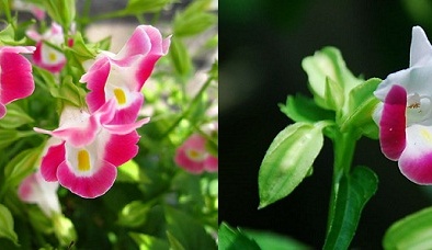Hoa mõm chó đẹp ngỡ ngàng được trồng cực kỳ đơn giản