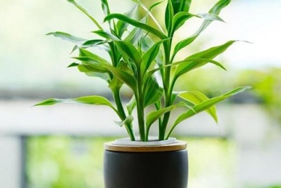 Trúc Phú quý mang tiền tài, danh vọng, cách trồng và vị trí đặt phù hợp phong thủy