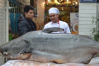 Cá tra dầu nặng 120kg giá hơn 100 triệu đồng: Đại gia Hà Thành xẻ thịt đãi khách ngày Tết