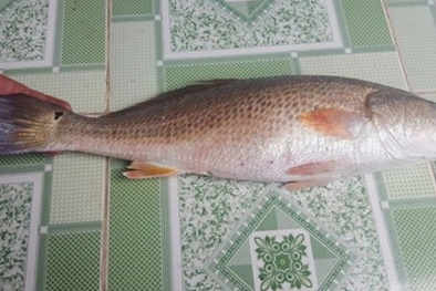 Huế: Ngư dân bắt được cá lạ 2,5 kg nghi sủ vàng tiền tỷ