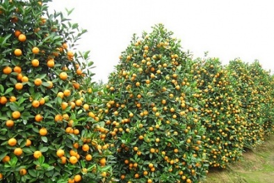Kỹ thuật trồng và cách chăm sóc cây quất cảnh sau Tết