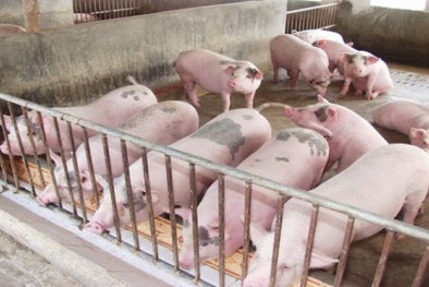 Giá cả thị trường ngày 22/2: Giá lợn hơi tại miền Bắc hôm nay tăng nhẹ ở một số tỉnh 