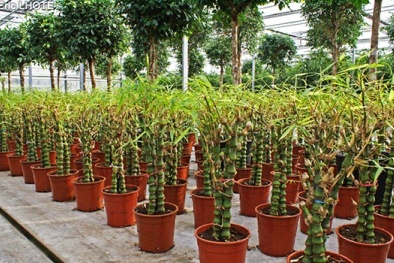 Cả nhà sẽ may mắn, thịnh vượng quanh năm nếu trồng cây trúc phật bà