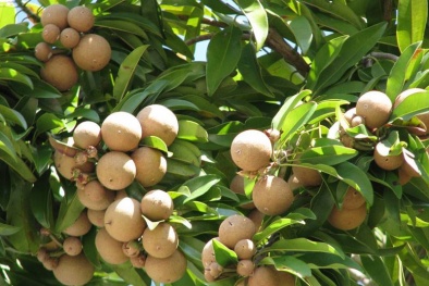 Kỹ thuật trồng cây hồng xiêm cho quả sai trĩu cành quanh năm