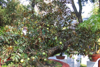 Vài bước trồng cây vú sữa trong chậu quả sai trĩu cành cả nhà ăn không xuể
