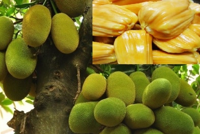 Kỹ thuật trồng cây mít nghệ cao sản năng suất vượt trội