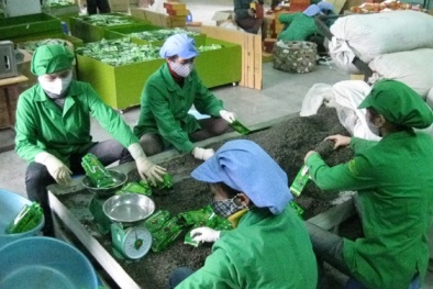 Pakistan 'siết' tiêu chuẩn, xuất khẩu chè Việt Nam tiếp tục giảm mạnh