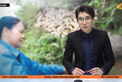 Bản tin Cảnh báo chất lượng: Ăn trứng kiến một phụ nữ tử vong