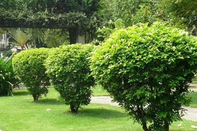 Kỹ thuật trồng cây hoa ngâu làm hàng rào trước nhà để trấn thủy, xua đuổi điềm xấu